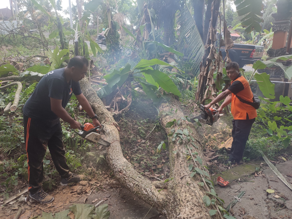 Pohon Tumbang di Banjar Denkayu, Desa Werdhi Bhuana, Kecamatan Mengwi Tanggal 05 September 2023